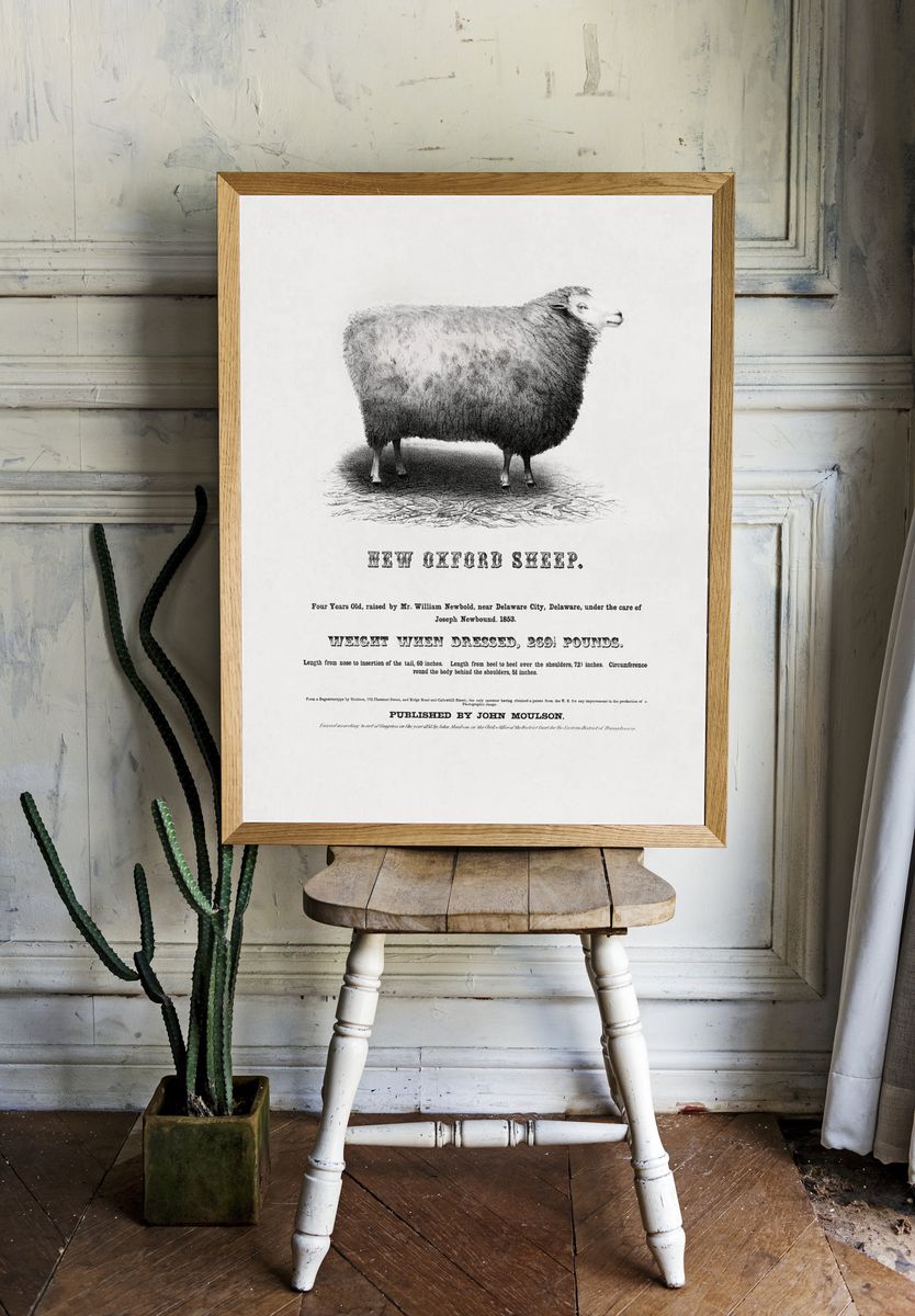 New Oxford Sheep (1853) John. — room view 1