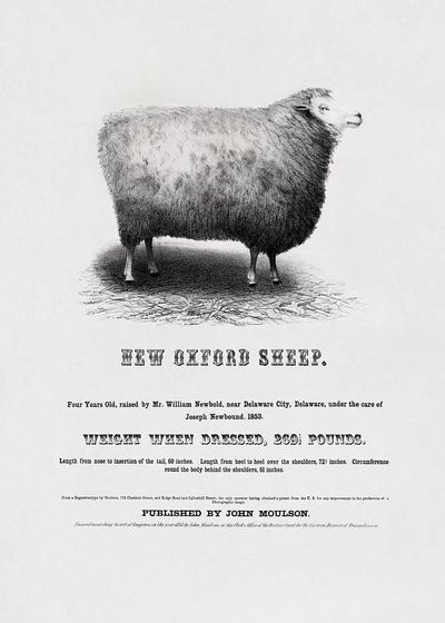 New Oxford Sheep (1853) John. poster