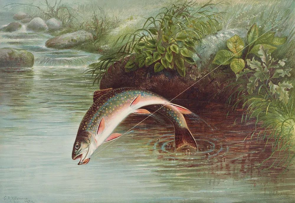 Leaping Brook Trout chromolithograph (1874). poster — vintage art