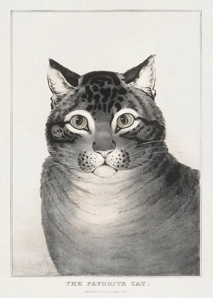 The Favorite Cat Vintage Print. poster detail