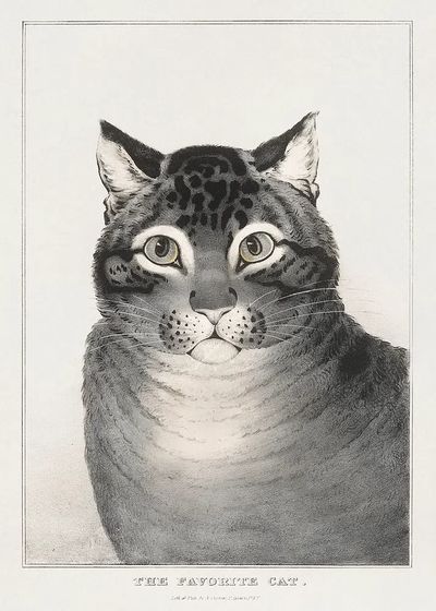 The Favorite Cat Vintage Print. poster