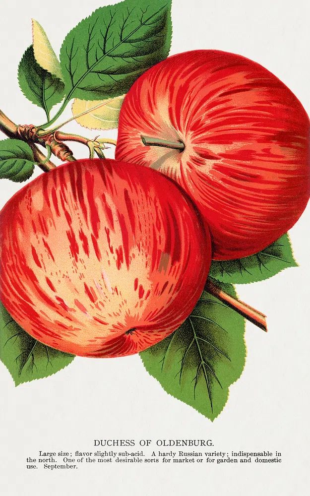 Duchess of Oldenburg Apple — Vintage Print. poster — vintage art