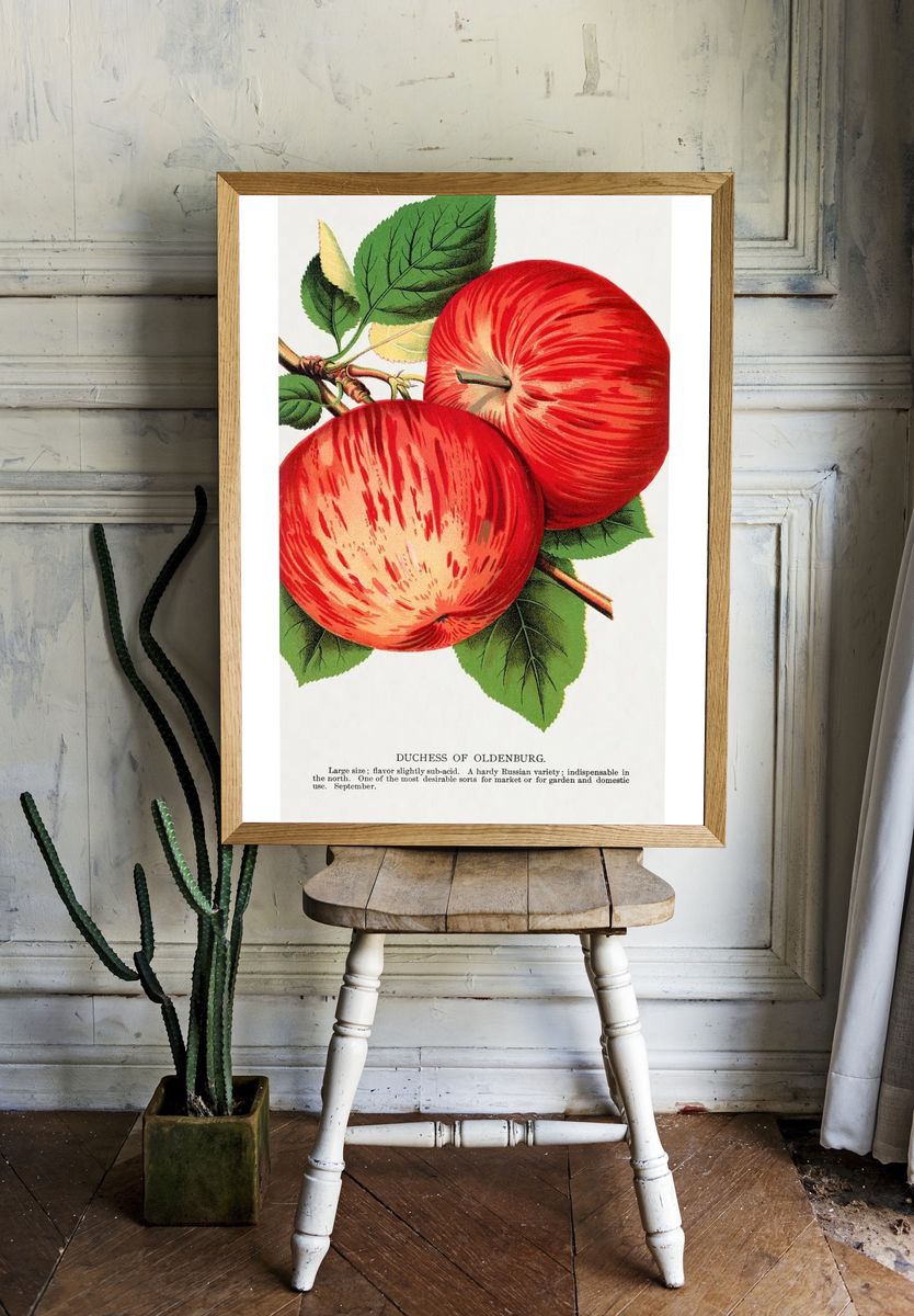 Duchess of Oldenburg Apple — Vintage Print room preview