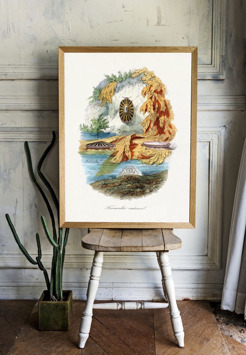 Fissurelle Radieuse — Vintage Print. room preview