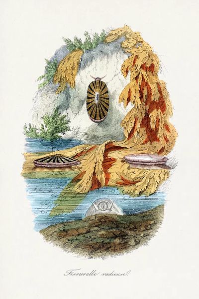 Fissurelle Radieuse — Vintage Print. poster