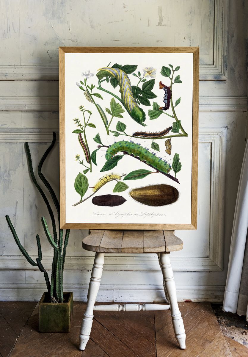 Caterpillars and Pupae — Vintage Print. room preview