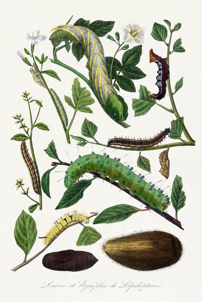 Caterpillars and Pupae — Vintage Print. poster print