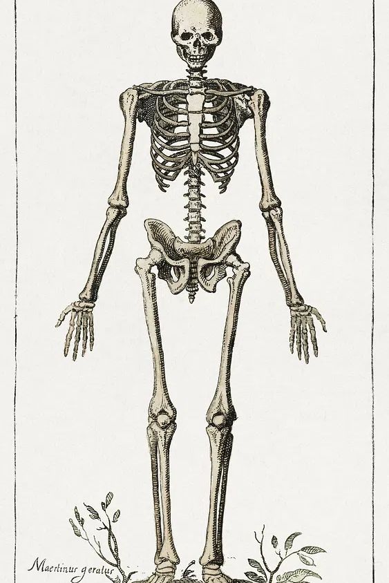 Human Skeleton — Vintage Print. poster detail