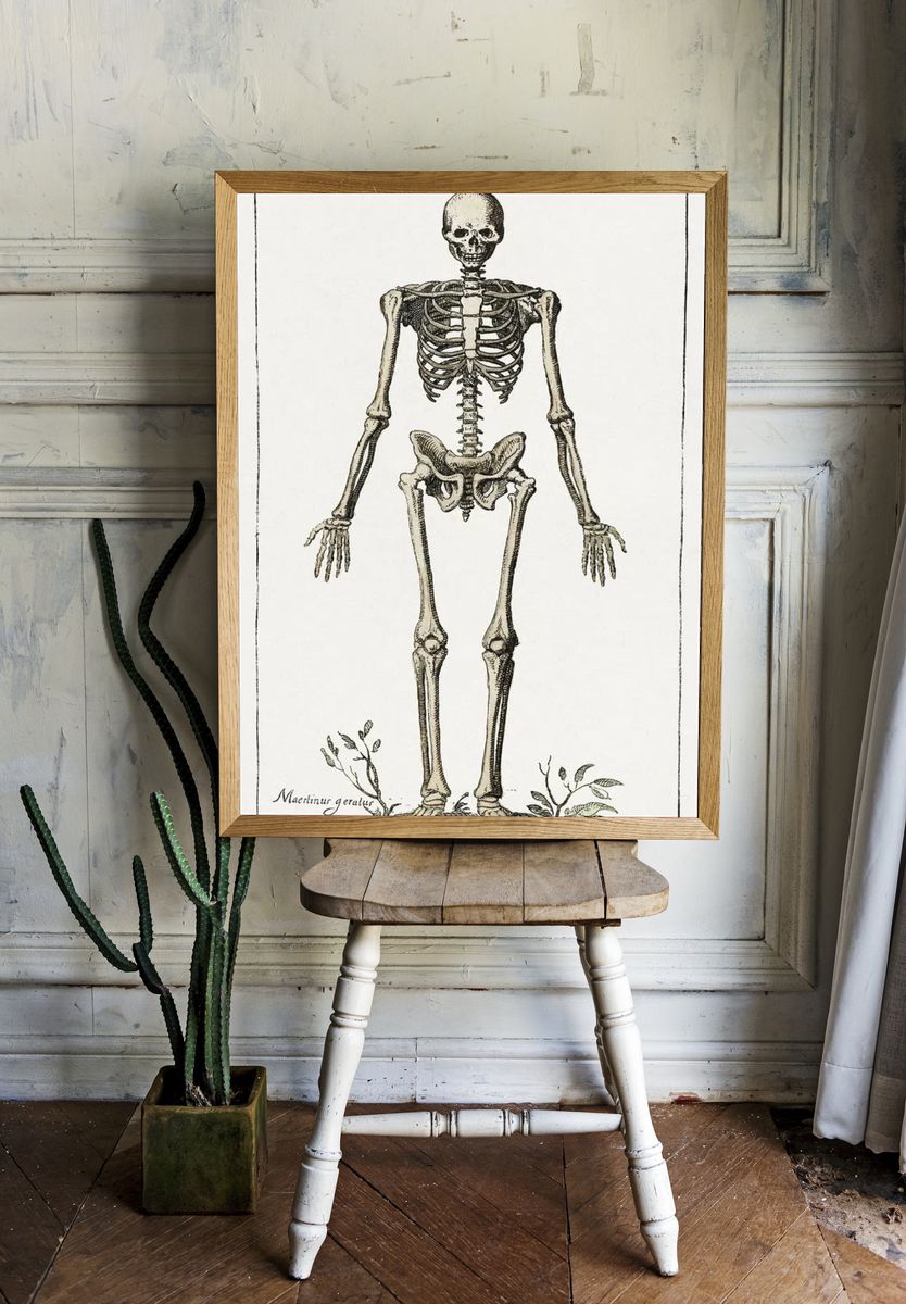 Human Skeleton — Vintage Print room preview
