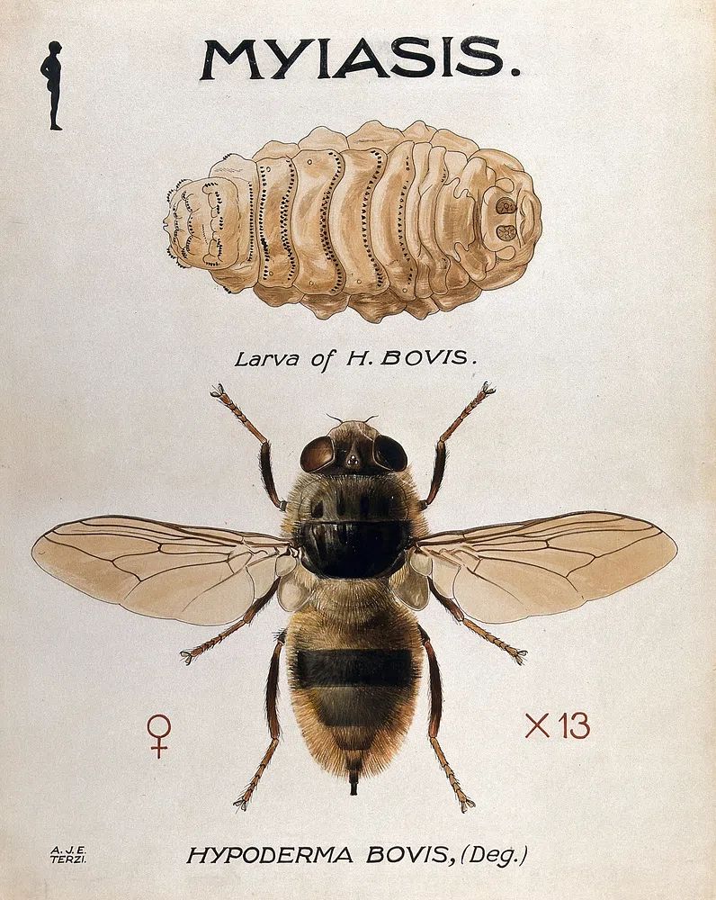 Hypoderma Bovis — Vintage Print. poster detail
