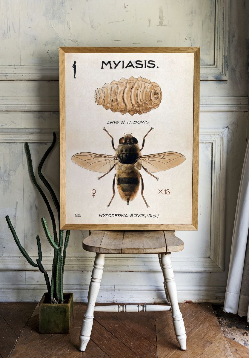 Hypoderma Bovis — Vintage Print room preview