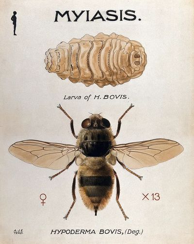 Hypoderma Bovis — Vintage Print. poster