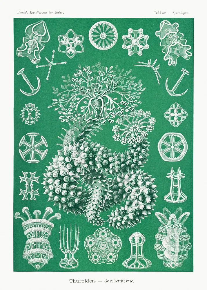 Thuroidea — Vintage Print. poster — vintage art