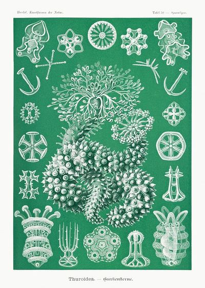 Thuroidea — Vintage Print. poster