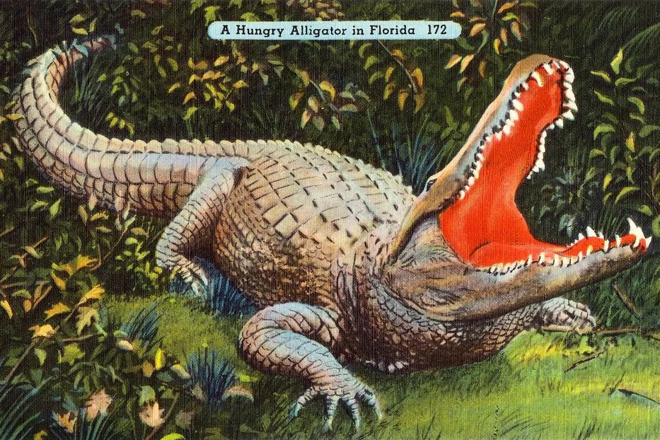 A Hungry Alligator in Florida — Vintage Print. poster detail