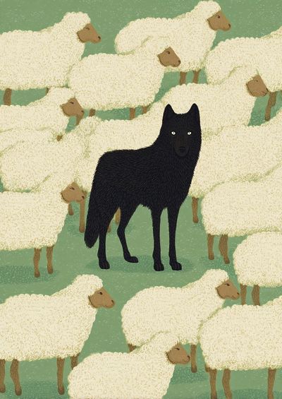 Black Wolf Among Sheep — Illustration Print. poster print