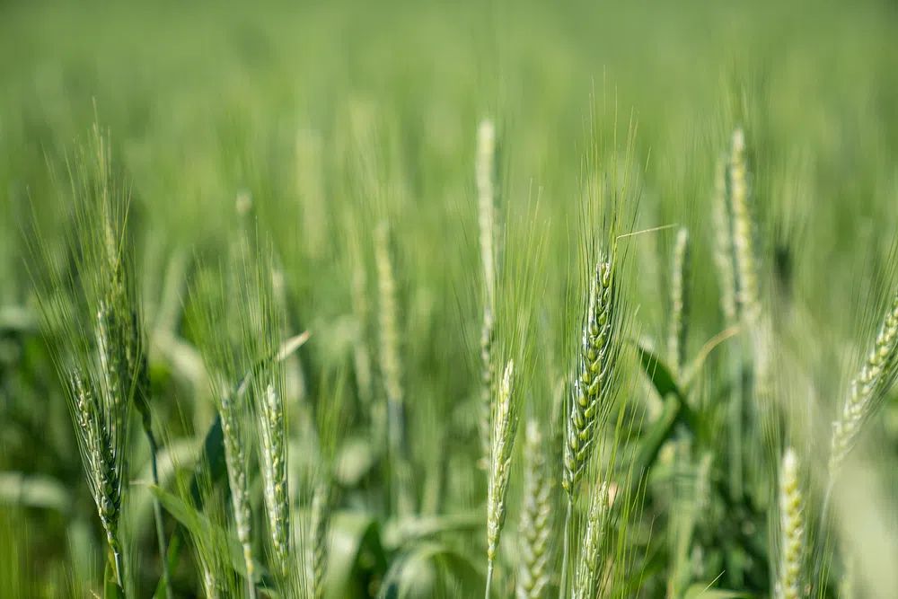 Wheat Field Close-Up — Nature Print. poster — nature art