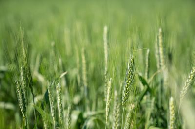 Wheat Field Close-Up — Nature Print. poster