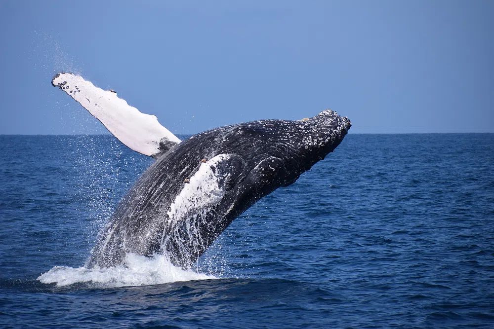 Humpback Whale Breaching — Nature Photography Print.