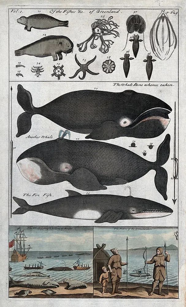 Whale Anatomy and Hunting — Vintage Print.