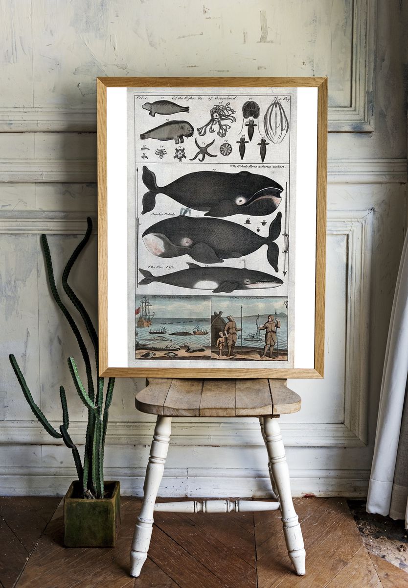 Whale Anatomy and Hunting — Vintage Print. — room view 1