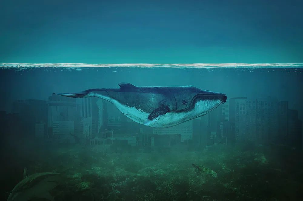 Blue Whale painting. poster detail