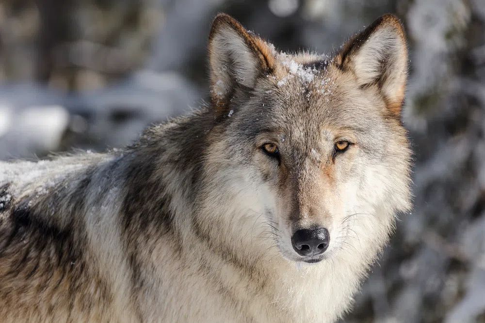 Wolf portrait taken vehicle pullout. poster — animals art