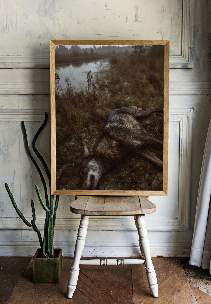 Wolf in Marshland Photography Poster. — room view 1