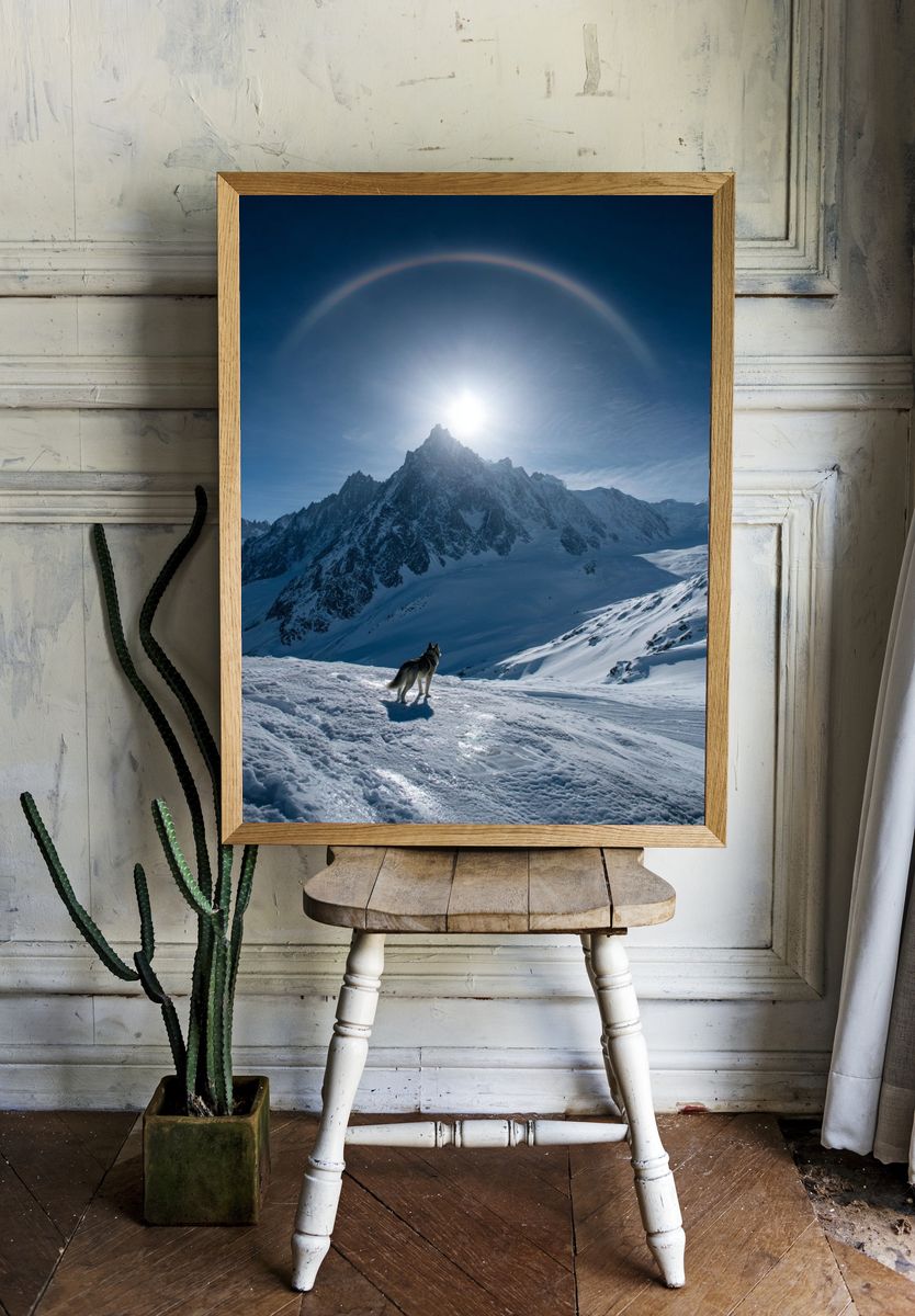 Wolf in Alpine Sunlight Poster. — room view 1