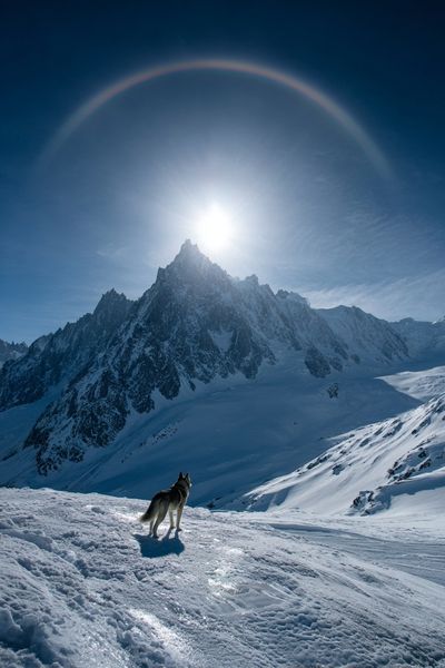 Wolf in Alpine Sunlight Poster. poster