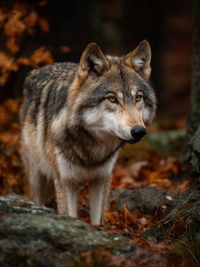 Wolf in Autumn Forest Photography Poster. poster
