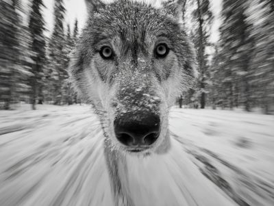 Wolf in Snow Photography Poster. poster