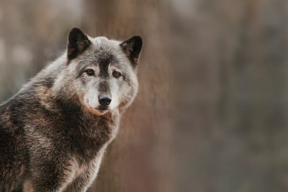 Majestic Wolf Portrait — Animal Photography Print.