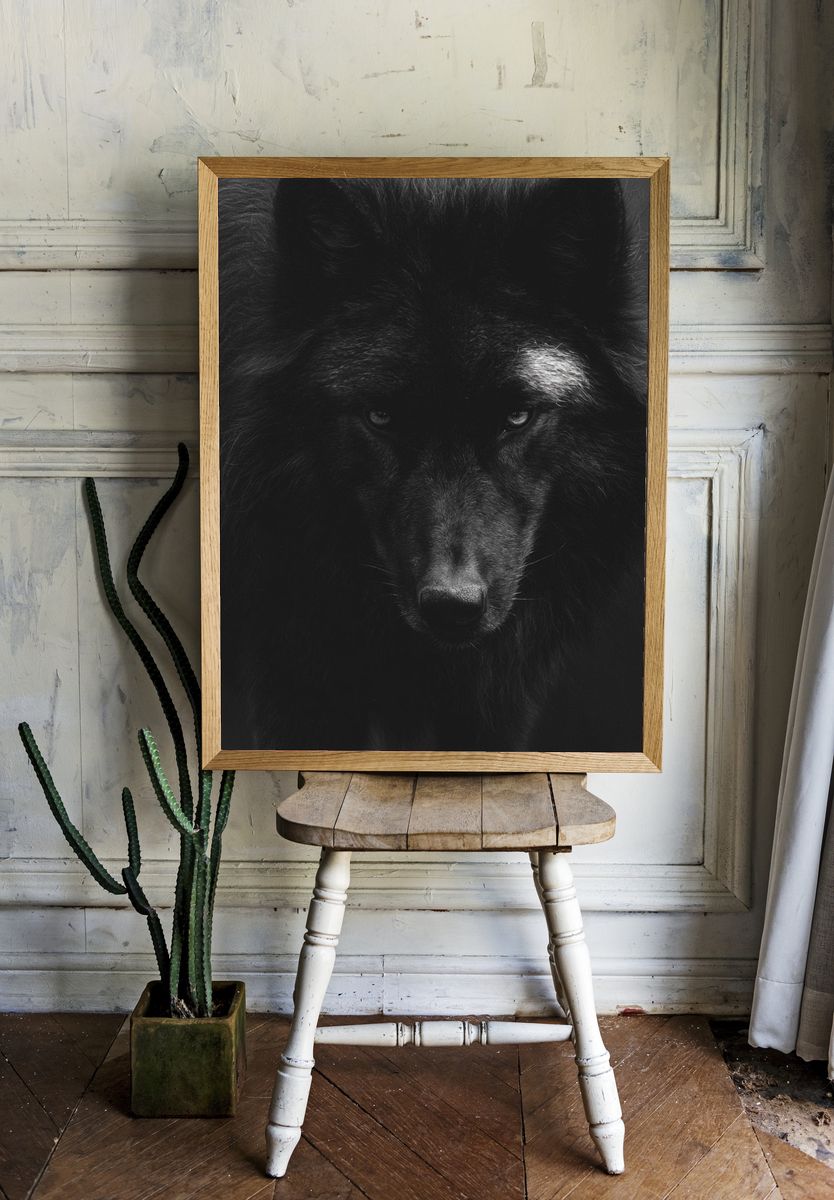 Black Wolf Portrait Print. — room view 1