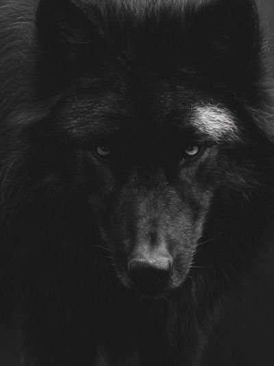 Black Wolf Portrait Print. poster