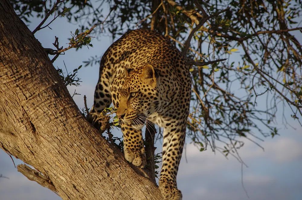 Leopard in a Tree — Wildlife Photography Print. poster detail