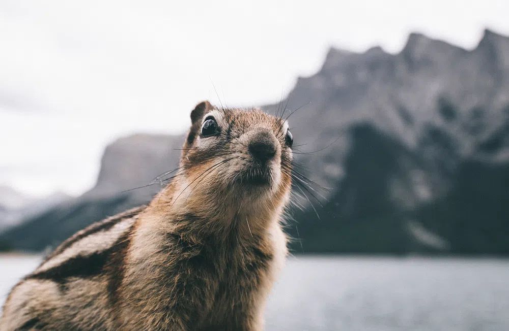 Curious Chipmunk — Wildlife Photography Poster. poster — animals art