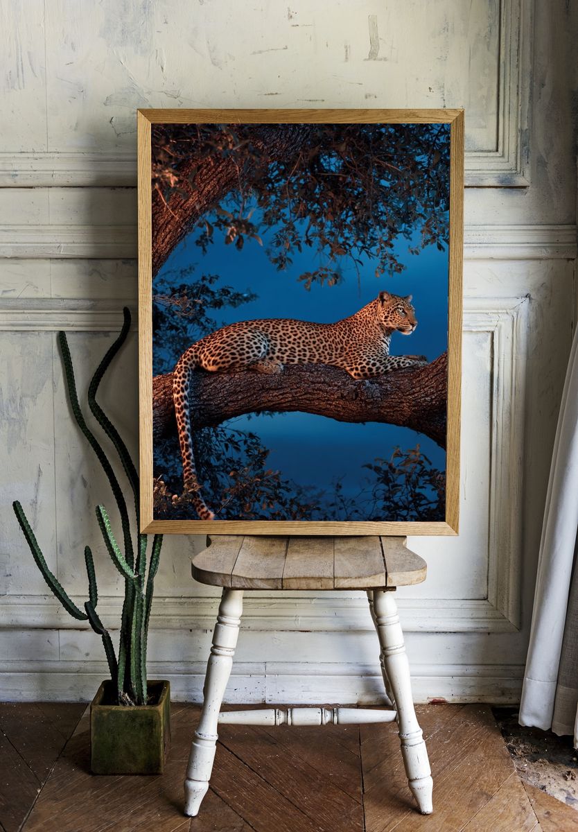 Leopard in a Tree — Wildlife Photography Poster room preview