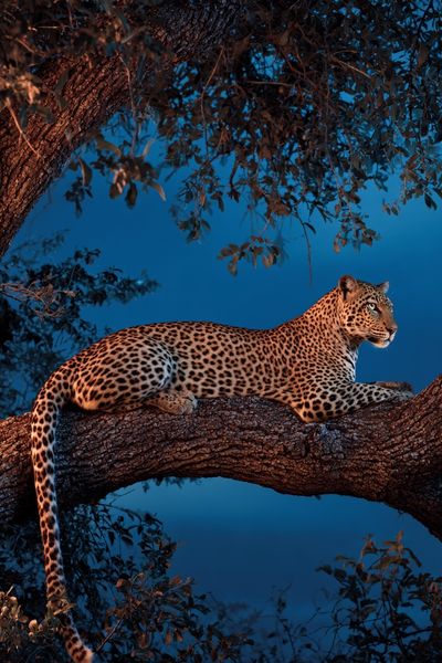 Leopard in a Tree — Wildlife Photography Poster