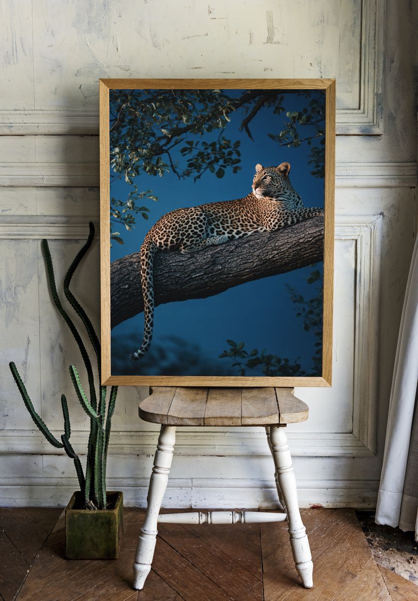 Leopard in Tree — Wildlife Photography Poster room preview