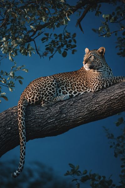Leopard in Tree — Wildlife Photography Poster. poster print