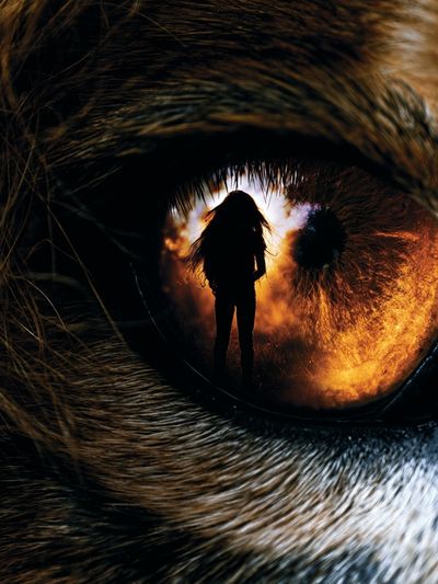 Wolf Eye Surrealism Print. poster print