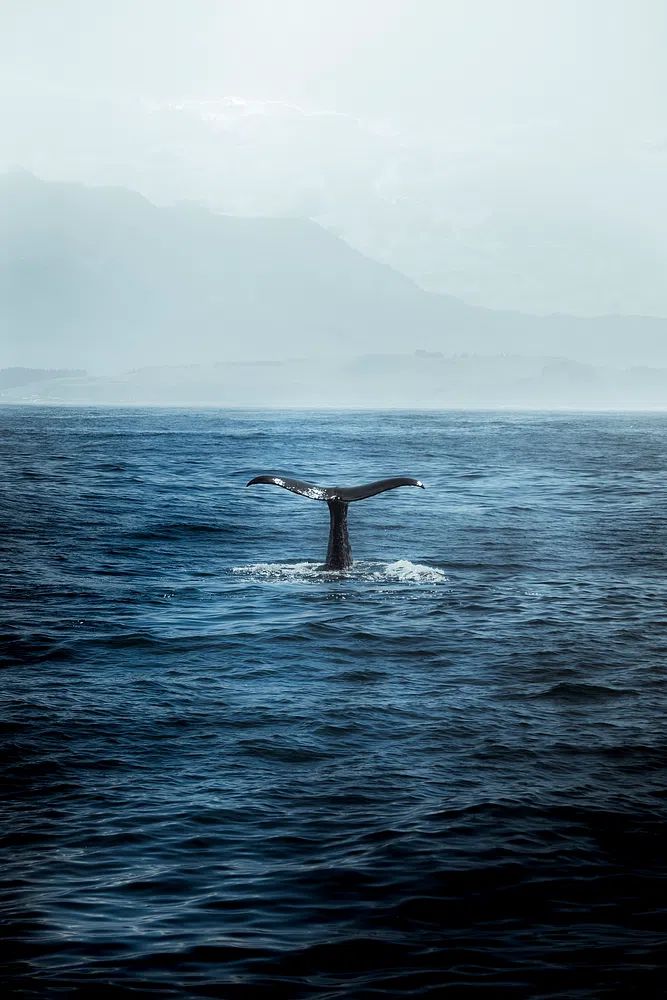 Whale Tail in Ocean — Photography Print.