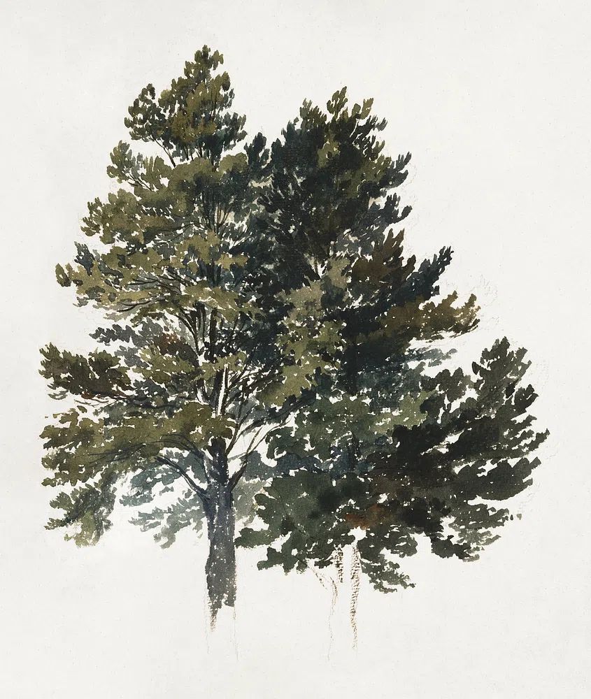 Majestic Trees — Watercolor Print.