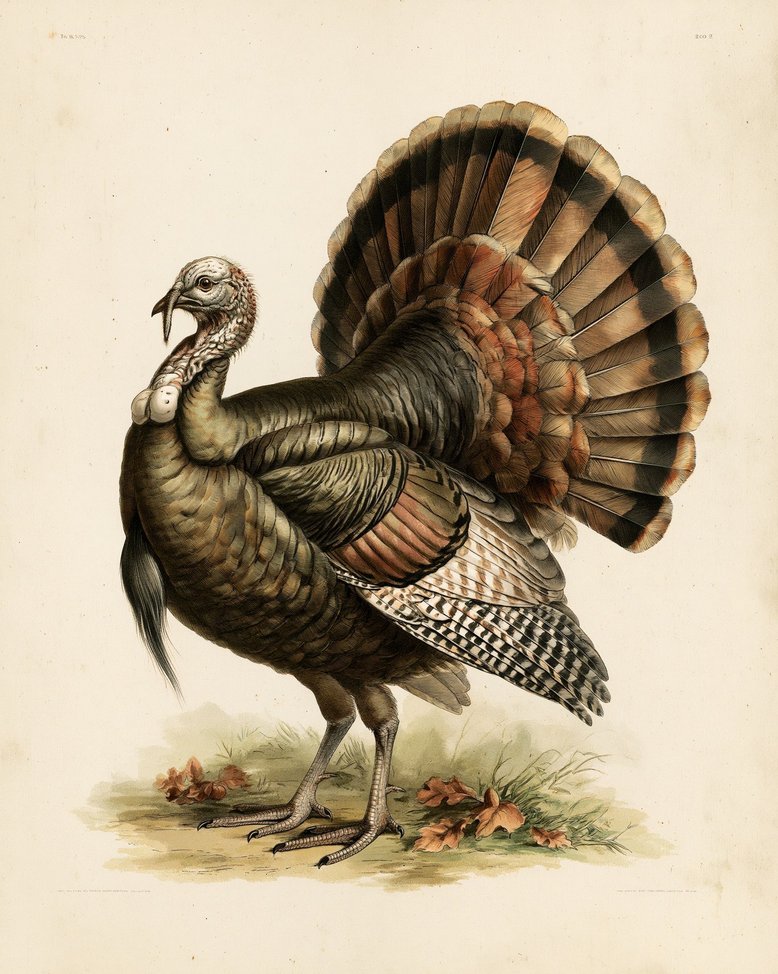 Wild Turkey Vintage Illustration Poster. poster detail