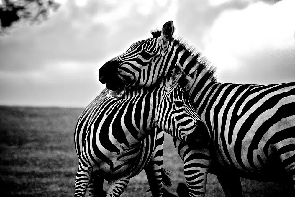 Zebras in Love — Black-White Print.