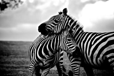 Zebras in Love — Black-White Print. poster
