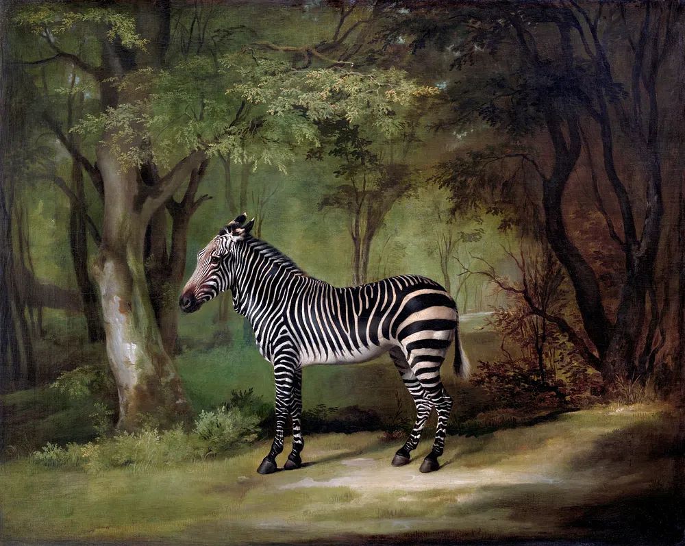 Zebra (1763) painting high resolution.