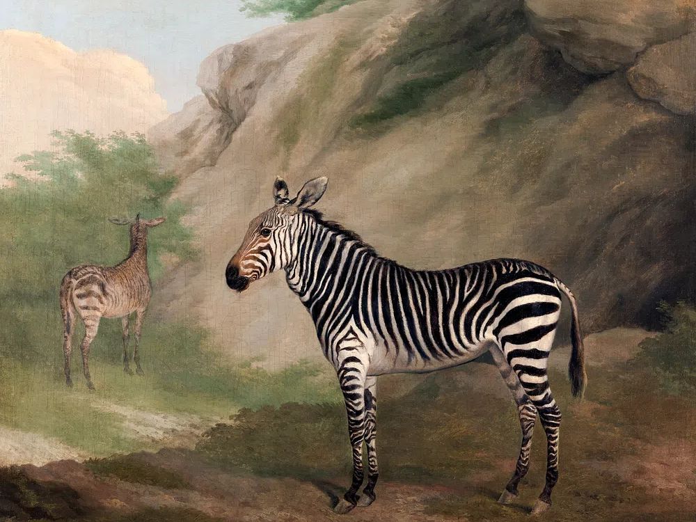 Zebra (1803) painting high resolution.