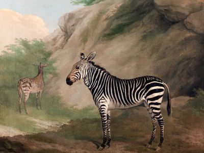 Zebra (1803) painting high resolution. poster